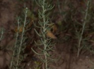 Plantes-achillea santolinoides