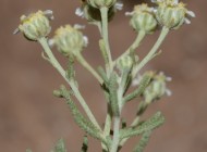 plantes maroc