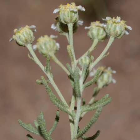 plantes maroc