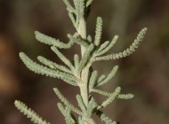 plantes maroc