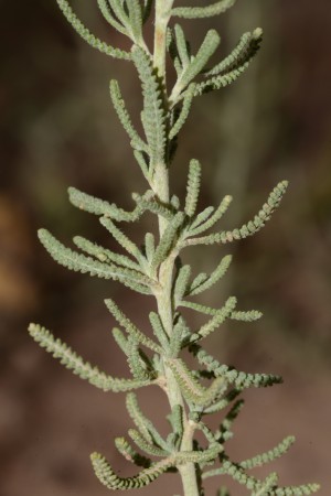 plantes maroc