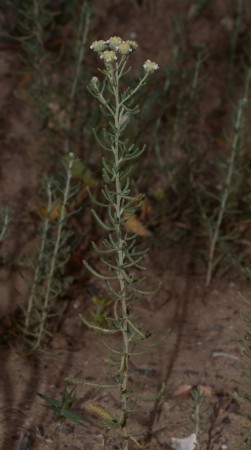Plantes-achillea santolinoides